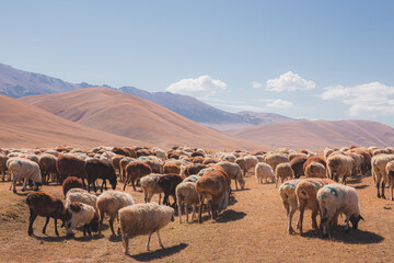 Goats and Sheep. Assy Plateau, Kazakhstan