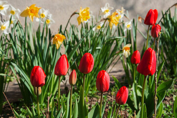 Blooming red tulips and yellow daffodils.