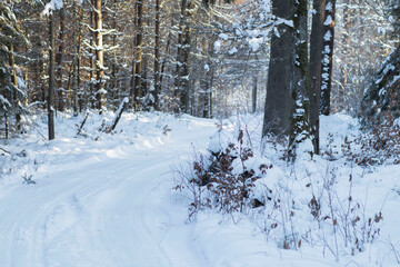 Winter forest. Winter road and everything in the snow.