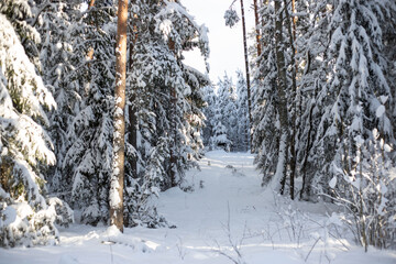 Winter trail in snowy forest.