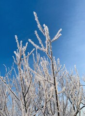 Icy frozen tree branches in the blue sky