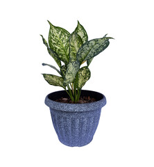 Chinese Evergreen Aglaonema sp. 'Anyamanikhaw', ARACEAE, in a pot.,Ornamental plants, home decoration plants