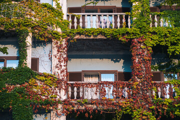 Fototapeta na wymiar The facade of the white house are entwined with green ivy and hedges, Summer sunny day. Slovenia