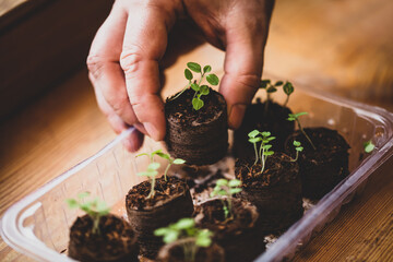 propagation seed pot with soil and physalis seedlings or sprouts