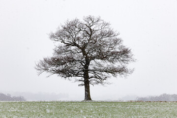 Solitary Oak tree in a field during heavy snowfall. Hertfordshire. UK