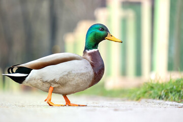 Naklejka na ściany i meble Male duck with green head walking in summer park.