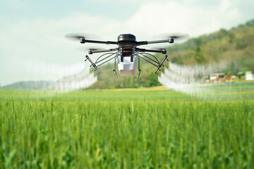Fototapeta na wymiar Drone spraying pesticide on wheat field.