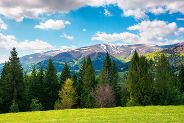 mountain landscape in springtime on a sunny day. trees on the grassy meadow. fluffy clouds above...
