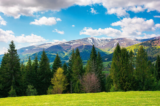 mountain landscape in springtime on a sunny day. trees on the grassy meadow. fluffy clouds above the distant ridge. beautiful scenery of carpathian borzhava ridge
