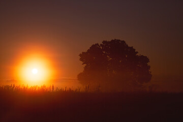 Fototapeta na wymiar tree silhouette and fog at sunrise. amazing spring (summer) landscape
