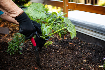 young zucchini plant will be planted in the garden by a female senior