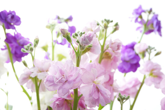 「Mathiola」の写真素材 | 2,342件の無料イラスト画像 | Adobe Stock