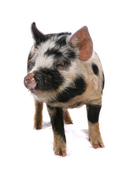 kune kune pig