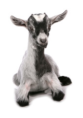 pigmy goat