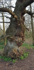 Fototapeta premium tree in the forest