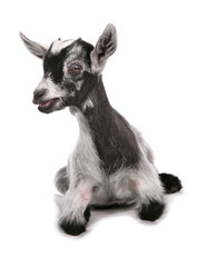 pigmy goat