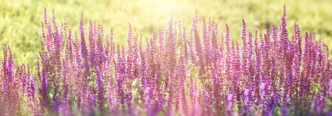 Purple flower in meadow, flowering beautiful spring flower