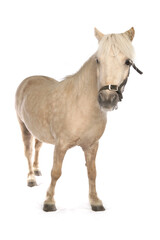 Obraz na płótnie Canvas Shetland Pony