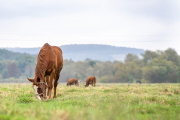 Obraz premium Beautiful chestnut horse grazing in summer field. Green pasture with feeding farm stallion.