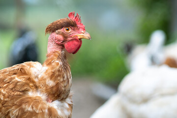 Closeup of domestic chicken feeding on traditional rural barnyard. Hens on barn yard in eco farm. Free range poultry farming concept.