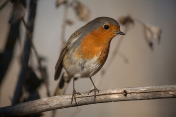 
Robin perched on its branch