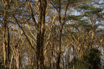 Nakuru Lake Trees