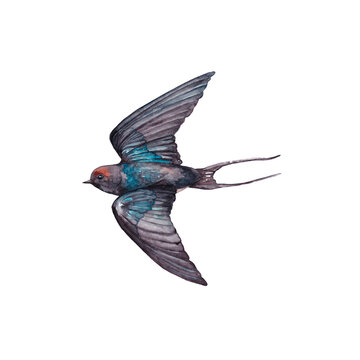 Flying swallow bird. Realistic watercolor hand painted illustration isolated on white background.