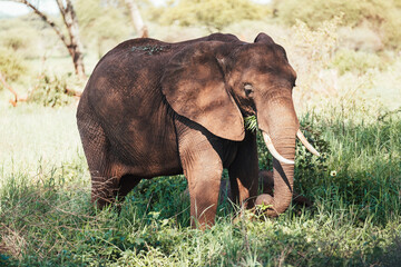Obraz premium Lonely young bush elephant cow portrait in the Tarangire National Park, Tanzania. African savanna elephant - the largest living terrestrial animal. Animals in the wild concept image