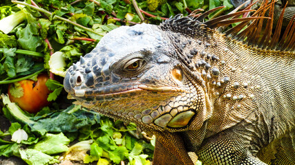 iguana on a tree