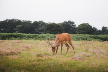 A young male red deer stag (Cervus elaphus) grazing at a countryside park in England.