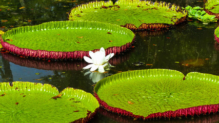 lily © Memetic Pictures