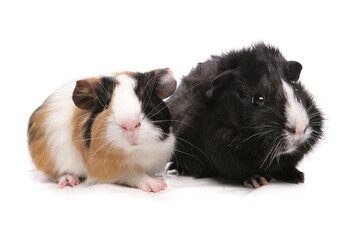 two guinea pigs