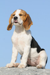 Beagle puppy dog sitting portrait