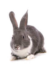 silver blue rabbit