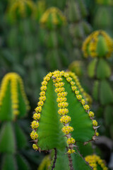 Cactus at Fuerteventura – Canary Islands, Spain