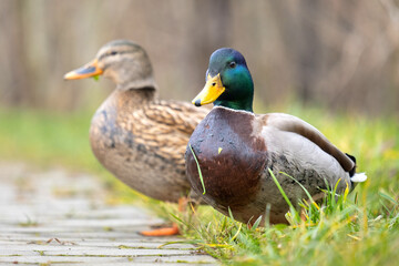 Two wild ducks walking in summer park.