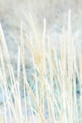 Beautiful tender spikelets of steppe grass on a light blurry background.