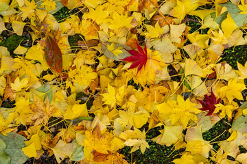 コケに落ちた赤や黄色のもみじとイチョウの葉