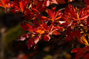朝露に濡れた真っ赤なドウダンの紅葉