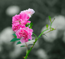 pink rose flower