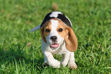 Beagle puppy dog runs with ball of the meadow