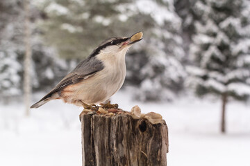 The Nuthatch collects peanuts for its winter storage. Robertsfors, Sweden.