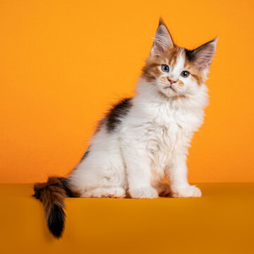 Gorgeous Maine Coon cat kitten, sitting side ways on edge. Looking to camera with attitude. Isolated on orange background.