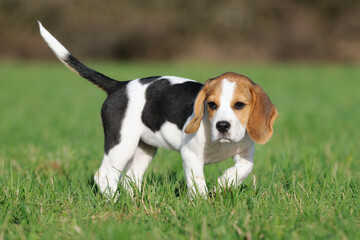 Beagle puppy dog discovers the world 