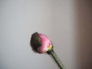 ピンクのポピーのつぼみの開花
