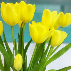 A bouquet of yellow tulips. - 412167526