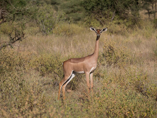 giraffe antelope