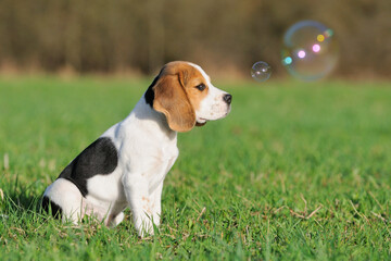 Beagle puppy dog sitting portrait