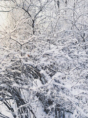 Frozen tree branches background, branches covered by white snow