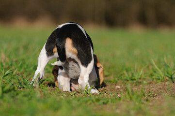 Beagle puppy dog sniffs and digs for a mouse 